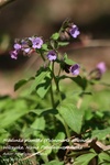 Is_miodunka plamista_pulmonaria officinalis (2)